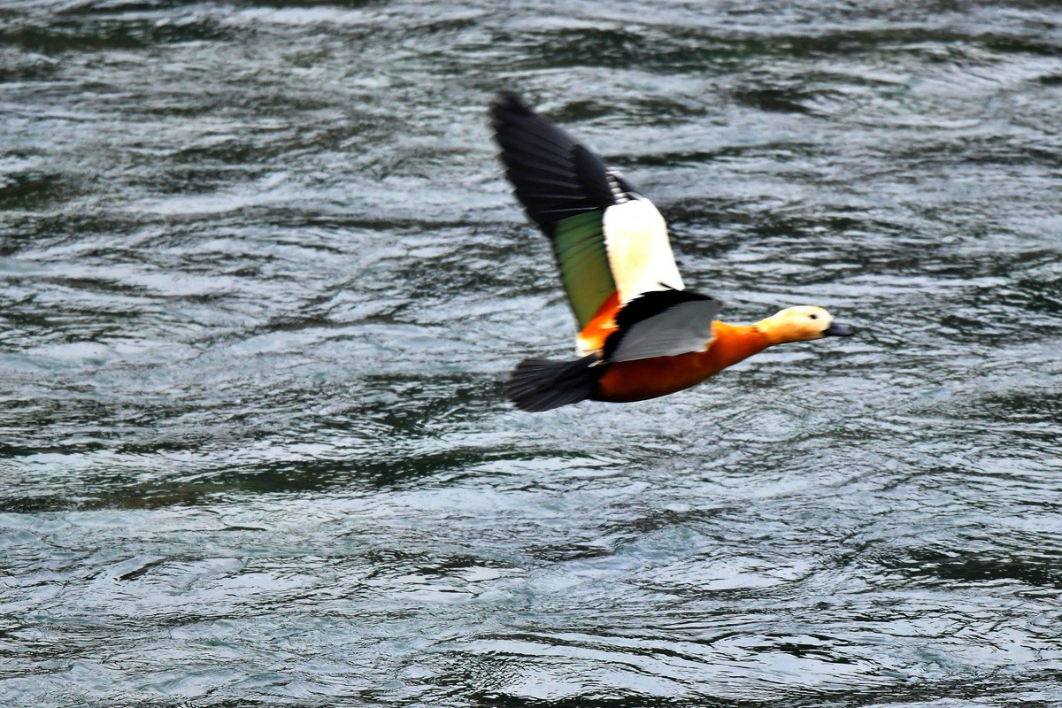 【D500】岷江上（都江堰段）飞翔的赤麻鸭