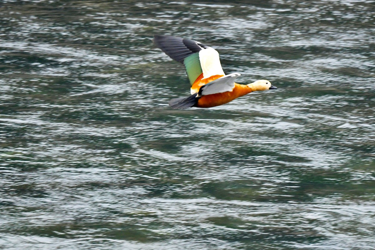 【D500】岷江上（都江堰段）飞翔的赤麻鸭