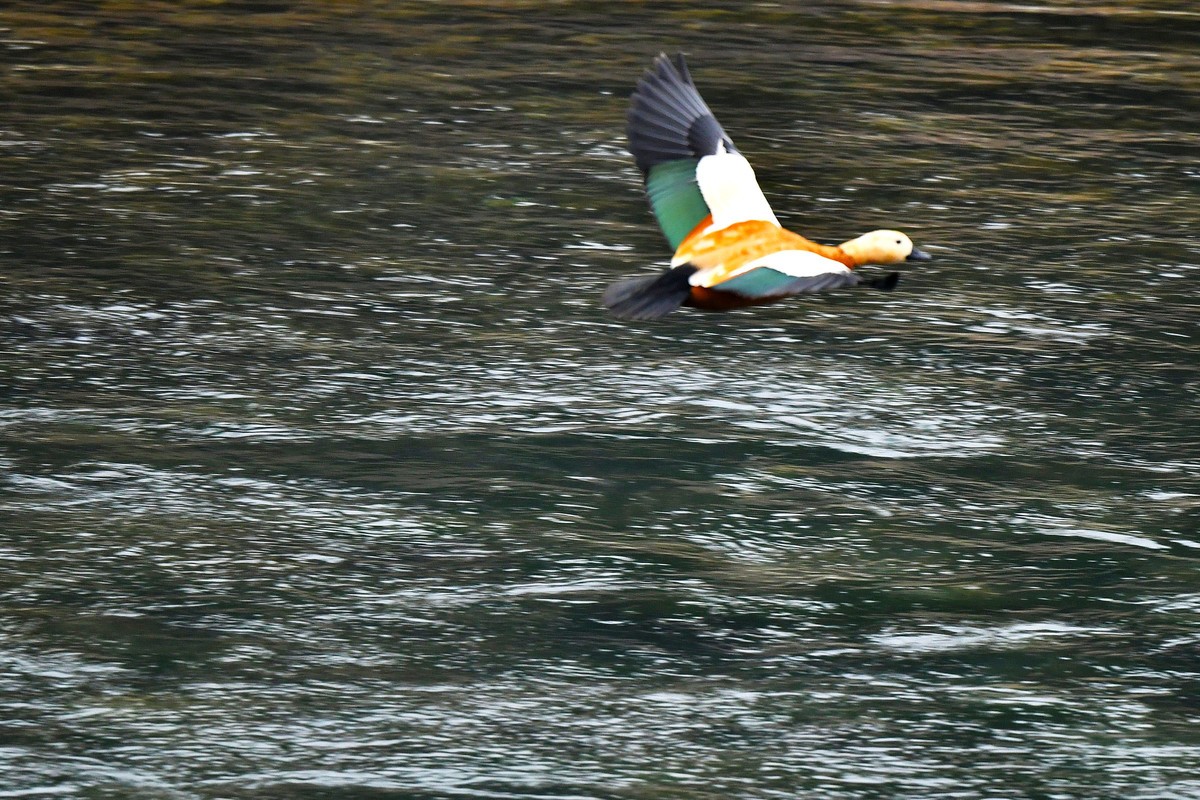 【D500】岷江上（都江堰段）飞翔的赤麻鸭