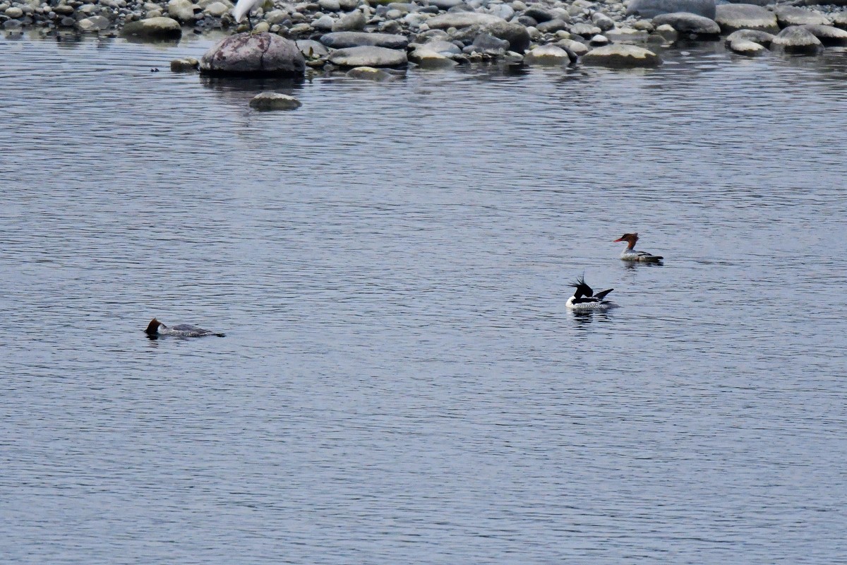 岷江上（都江堰段）来了中华秋沙鸭