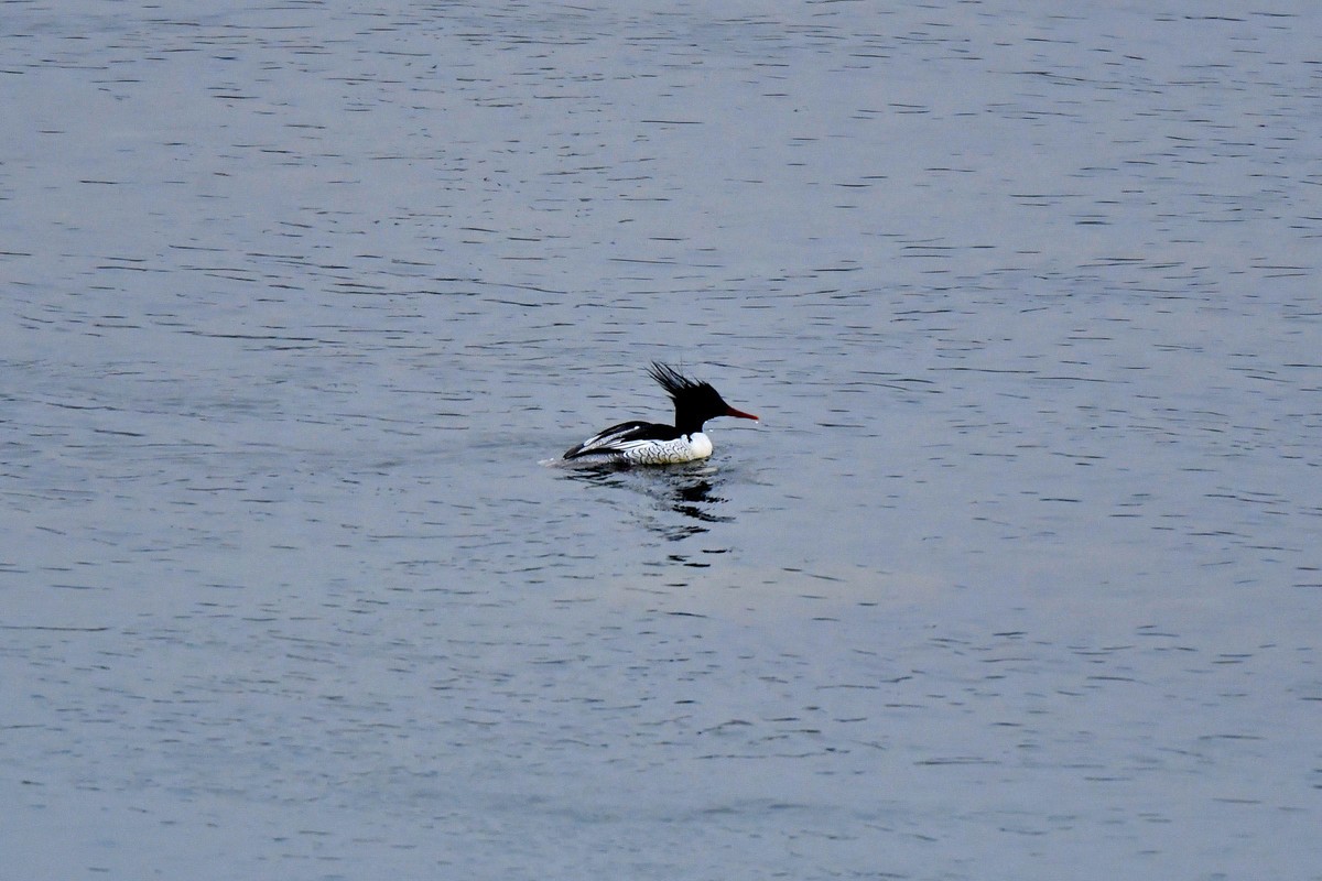 岷江上（都江堰段）来了中华秋沙鸭