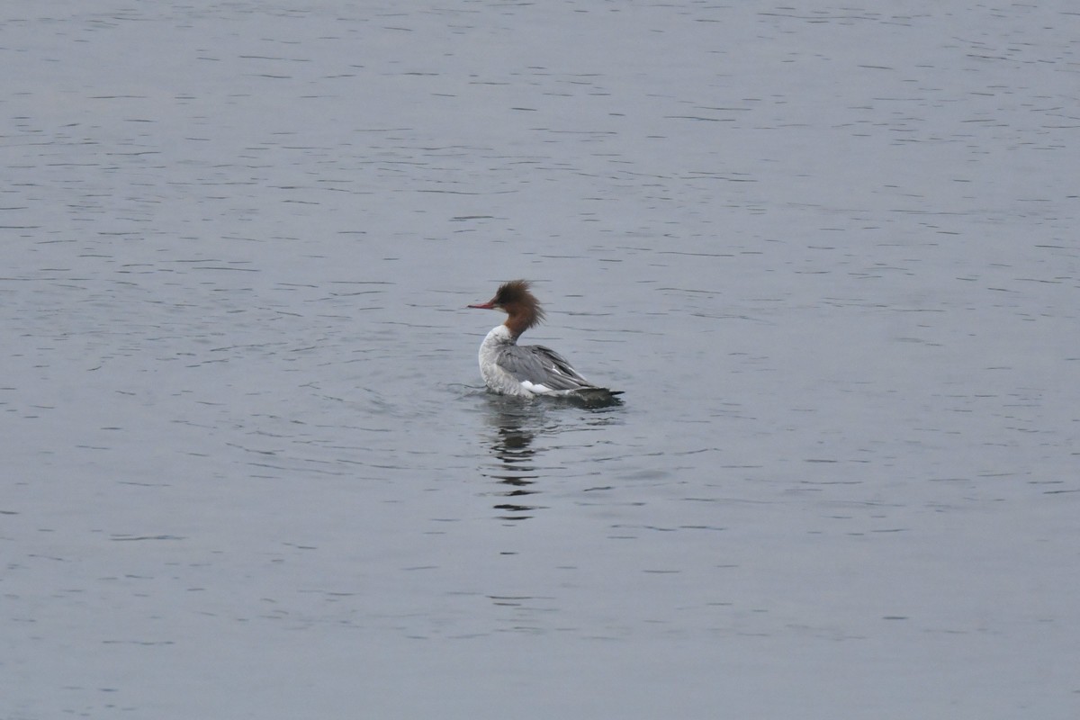 岷江上（都江堰段）来了中华秋沙鸭