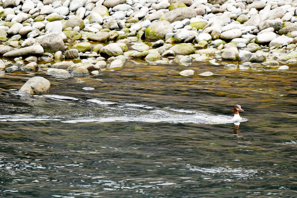 岷江上（都江堰段）来了中华秋沙鸭