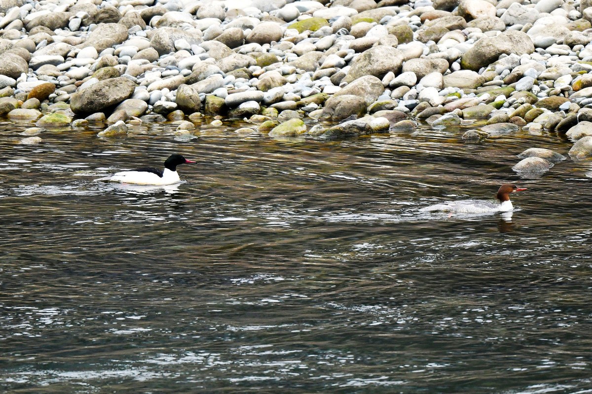 岷江上（都江堰段）来了中华秋沙鸭