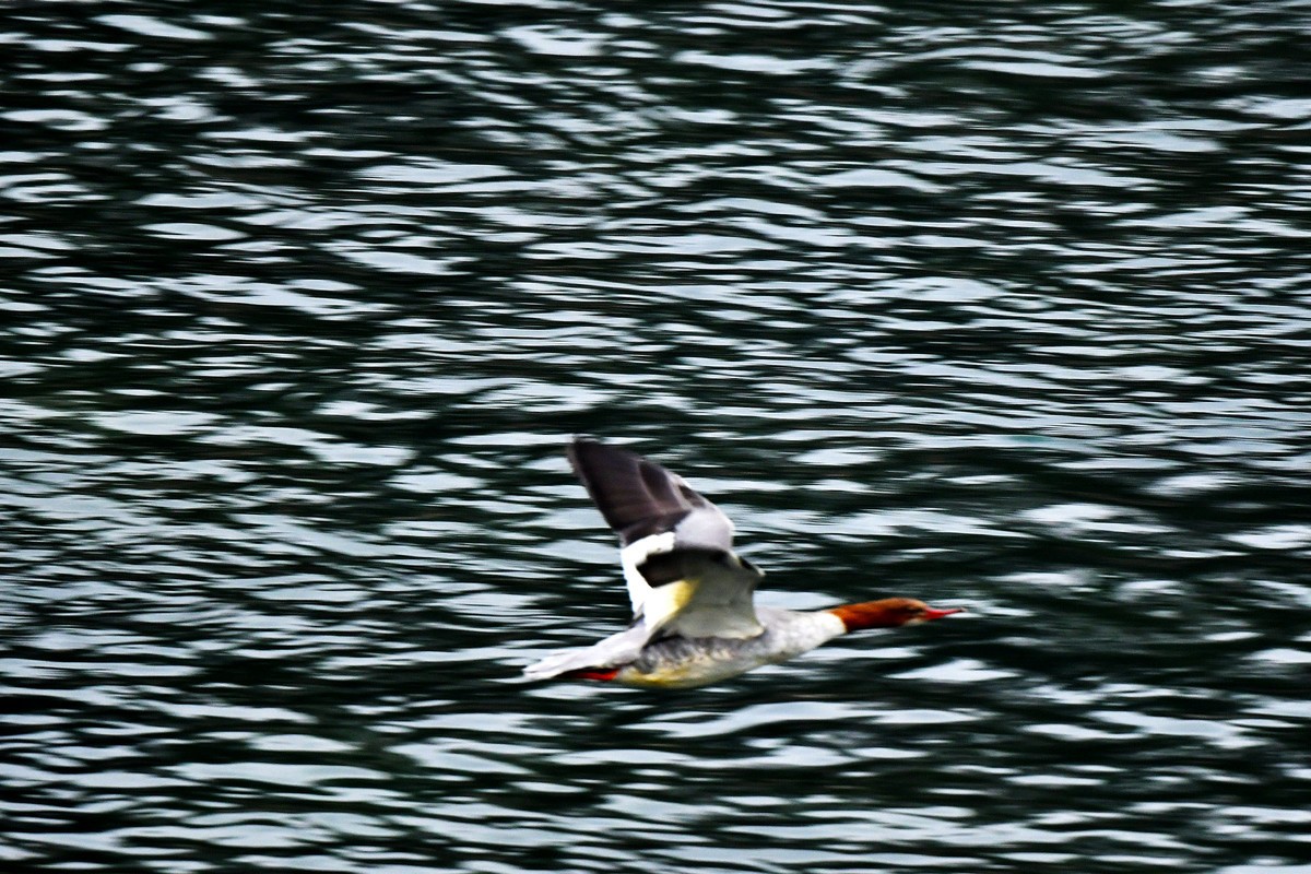 岷江上（都江堰段）来了中华秋沙鸭