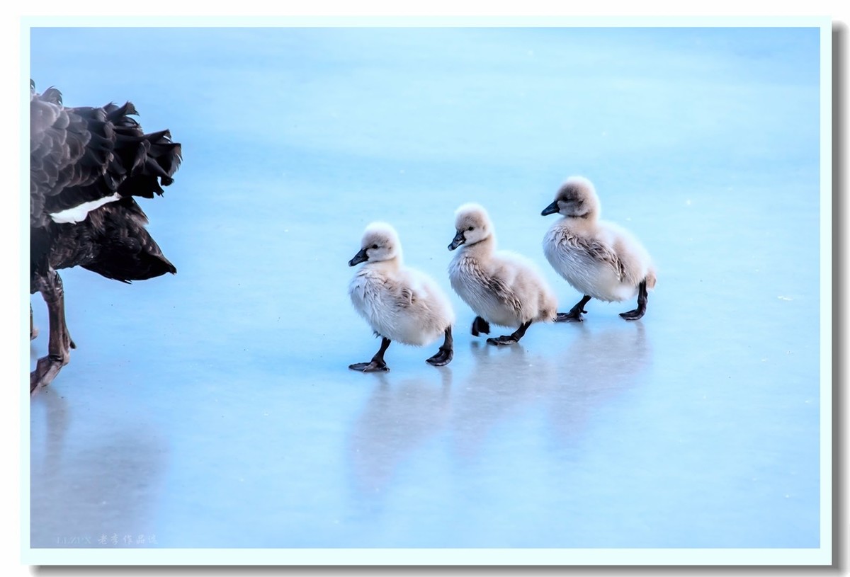 圆明园万方安和六小二黑出游走冰