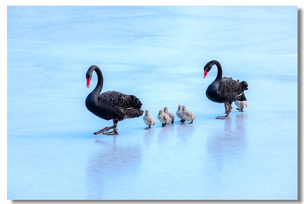 圆明园万方安和六小二黑出游走冰