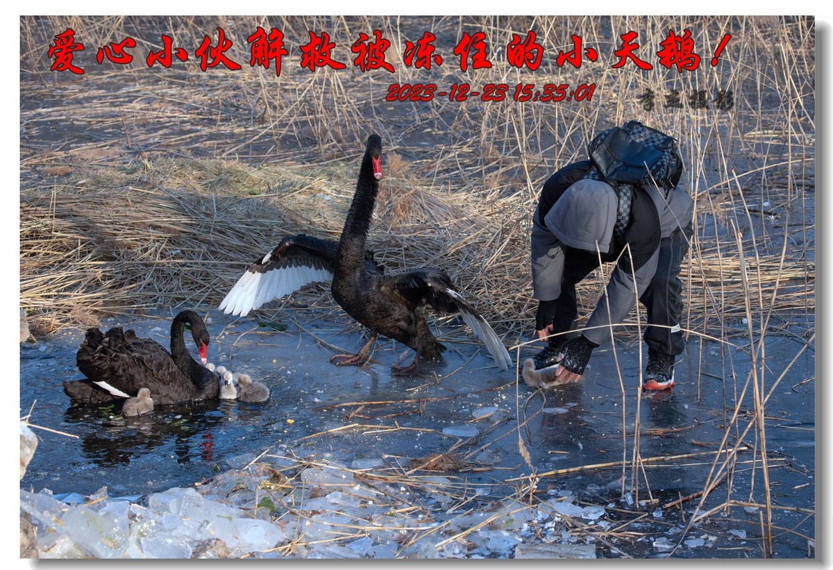 圆明园万方安和六小二黑出游走冰