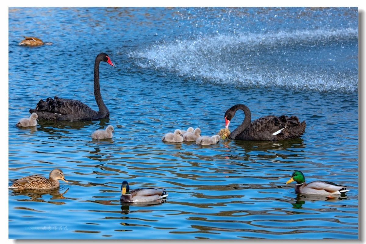 圆明园万方安和六小二黑出游走冰