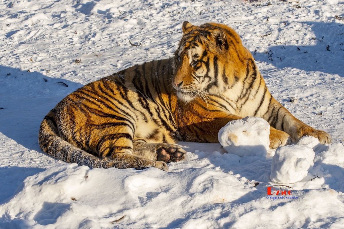 东北虎林园（12）