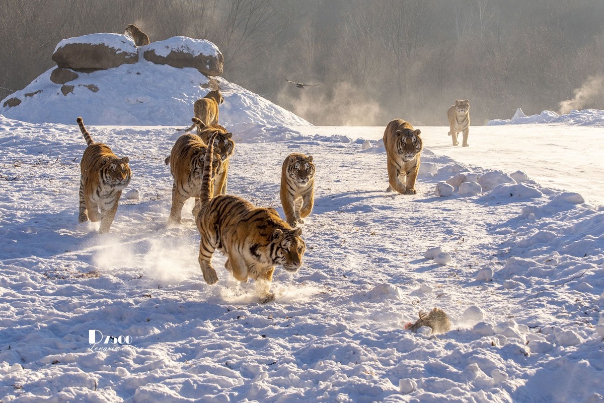 东北虎林园（12）
