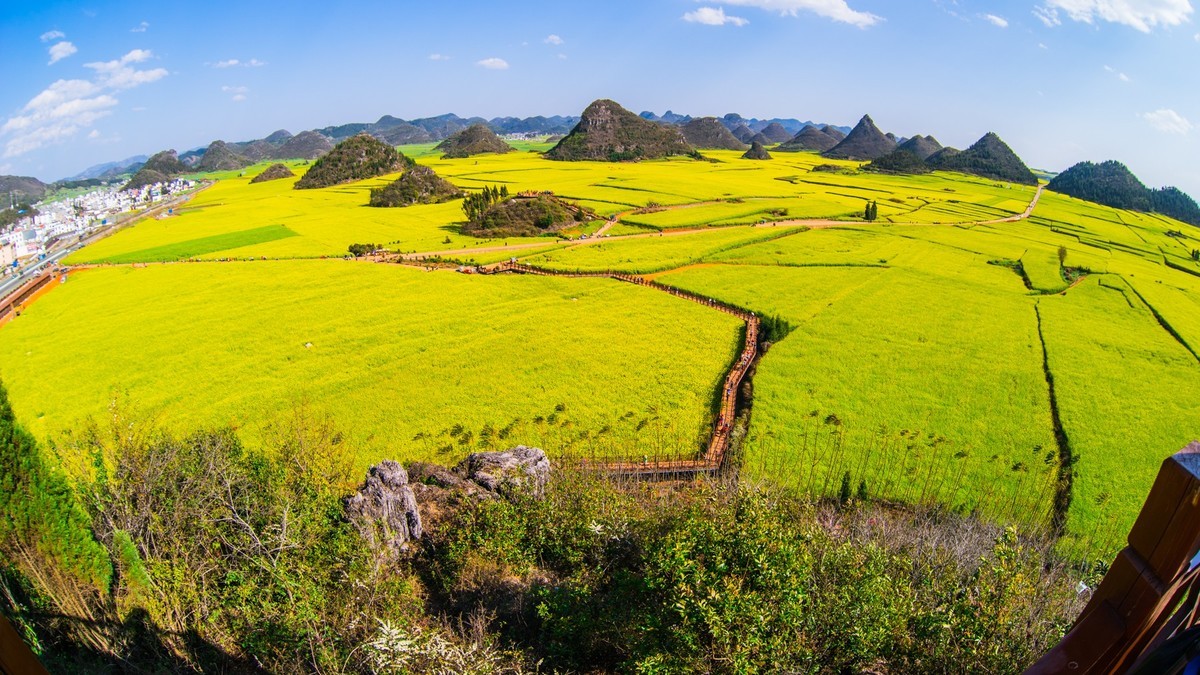 云 南 罗 平 金 鸡 峰 丛 油 菜 花