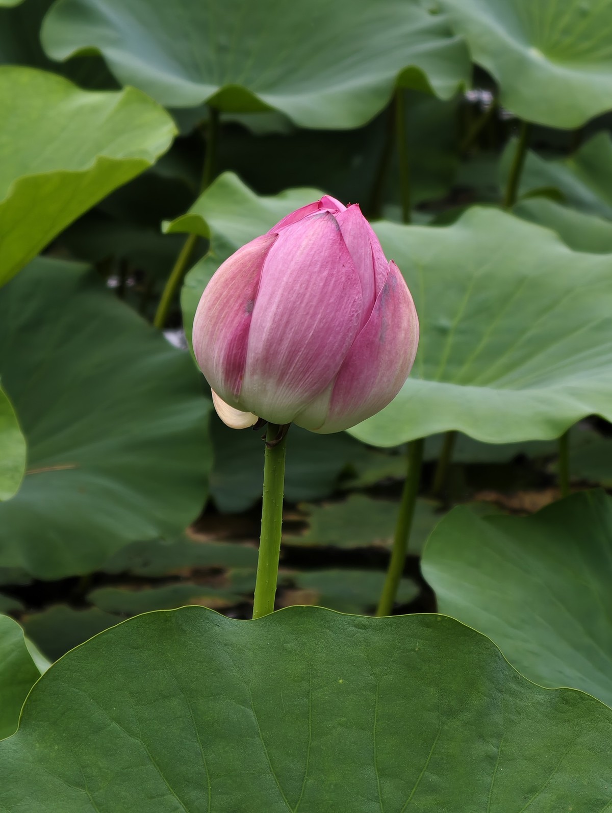 一点生活分享照