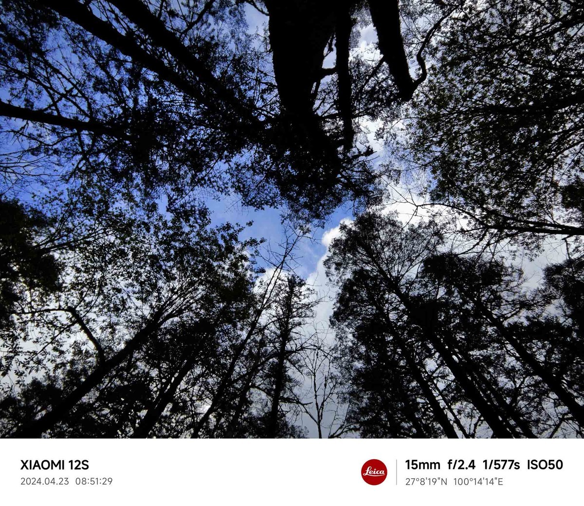 玉龙雪山云杉坪