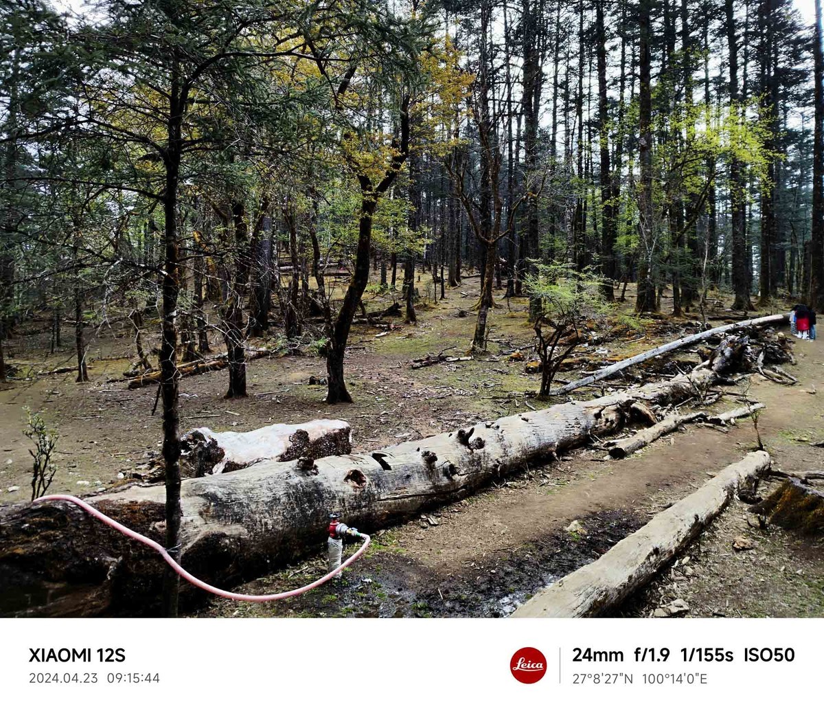 玉龙雪山云杉坪