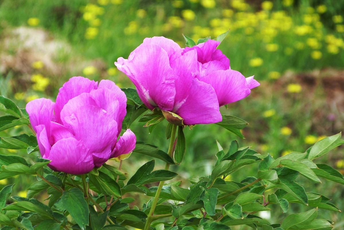 来松下FZ28星空(中国)看看！