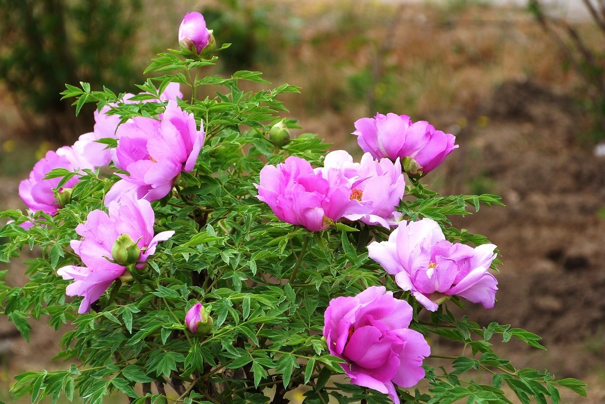 来松下FZ28星空(中国)看看！