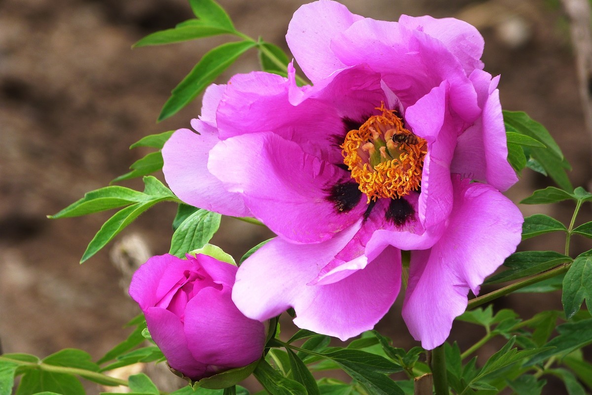 来松下FZ28星空(中国)看看！