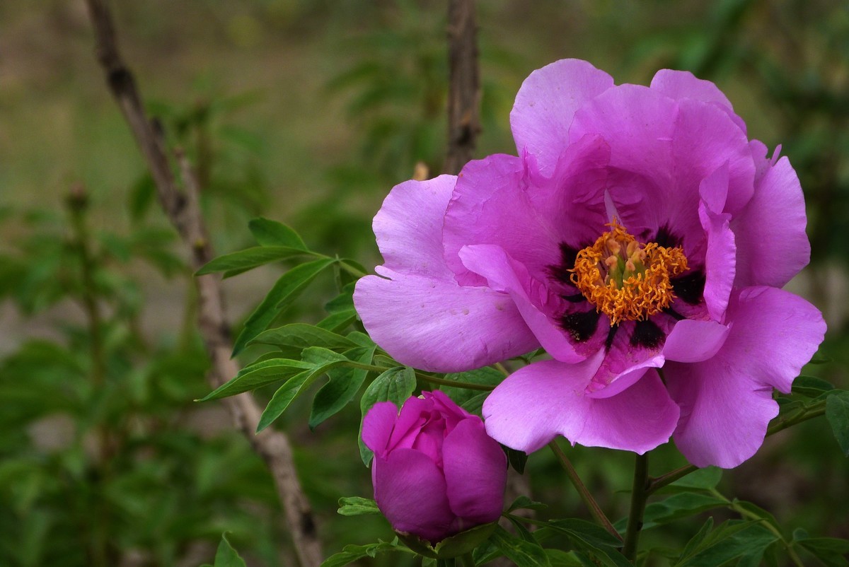 来松下FZ28星空(中国)看看！