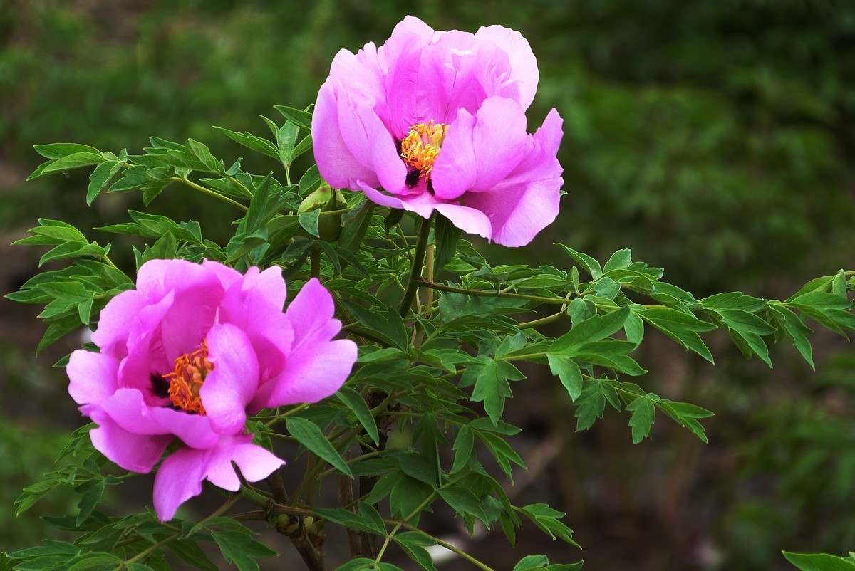 来松下FZ28星空(中国)看看！