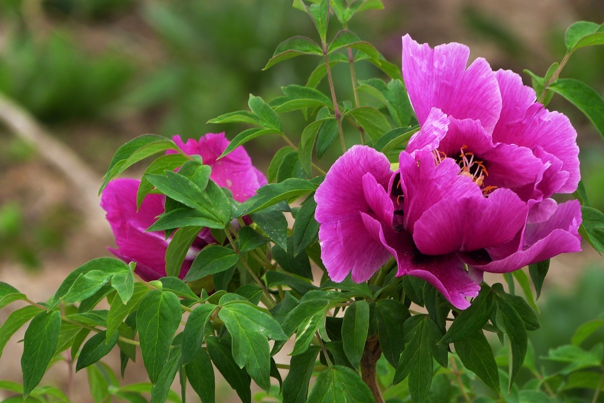 来松下FZ28星空(中国)看看！