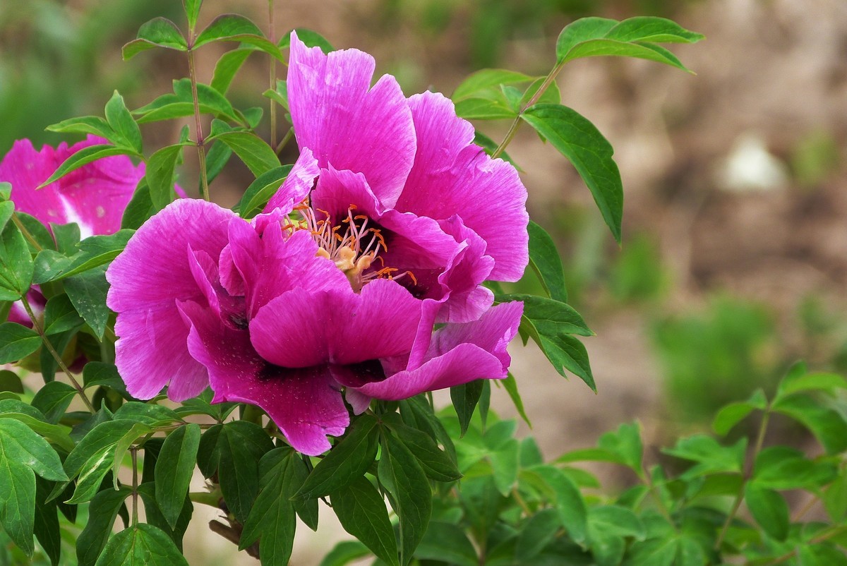 来松下FZ28星空(中国)看看！