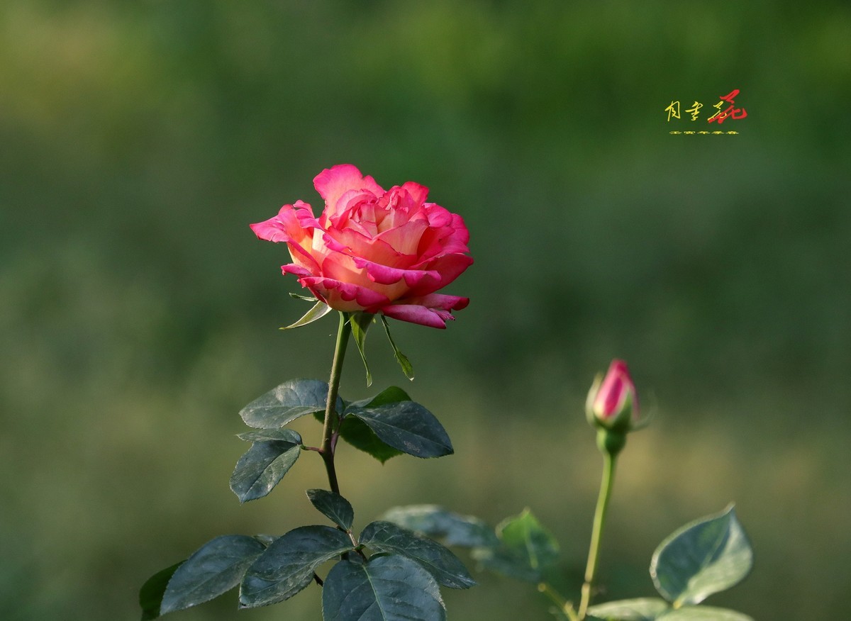 月季花15【2022-0385】