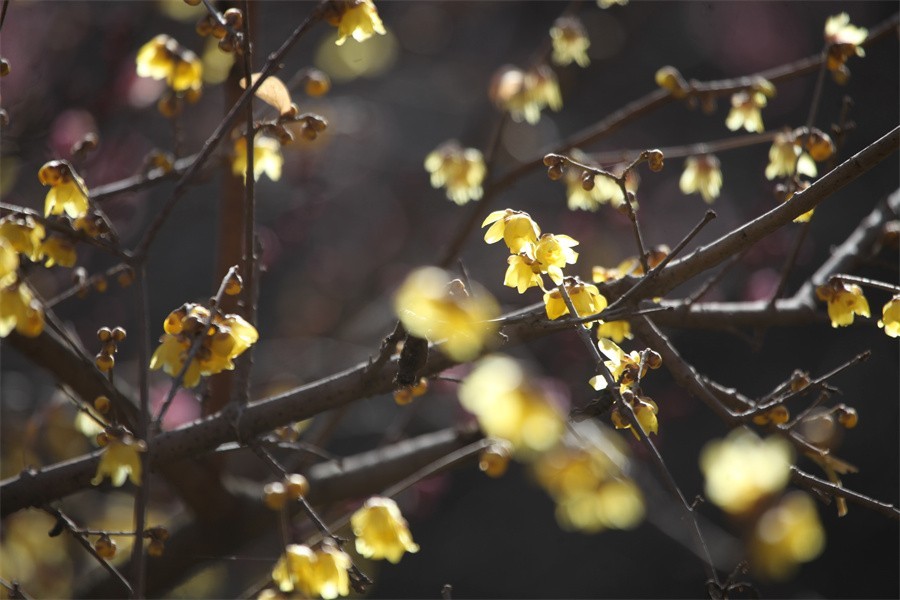 大年初六的洛阳随唐城遗址植物园