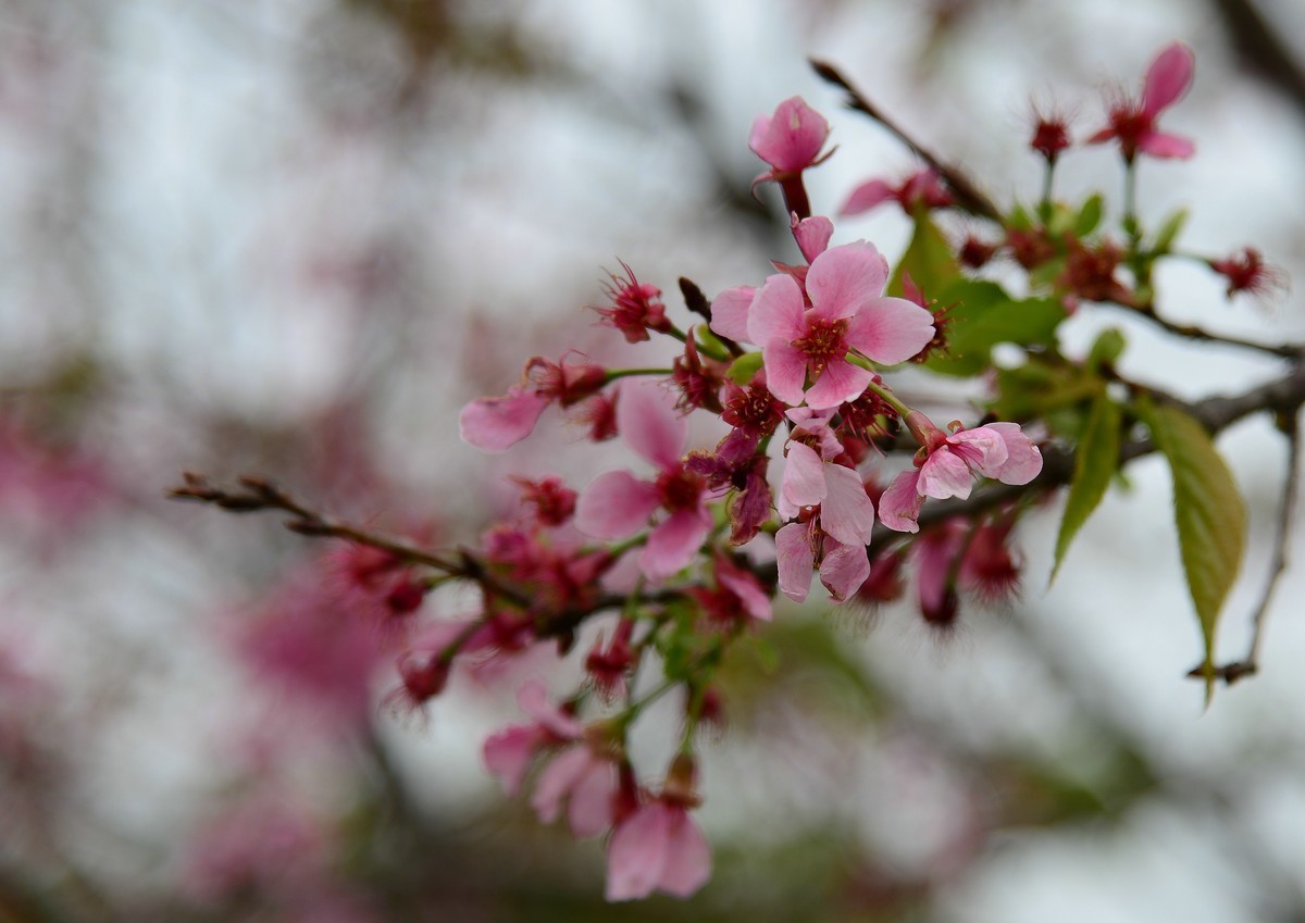 湿地公园的樱花。