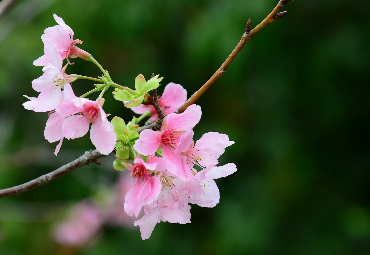 湿地公园的樱花。