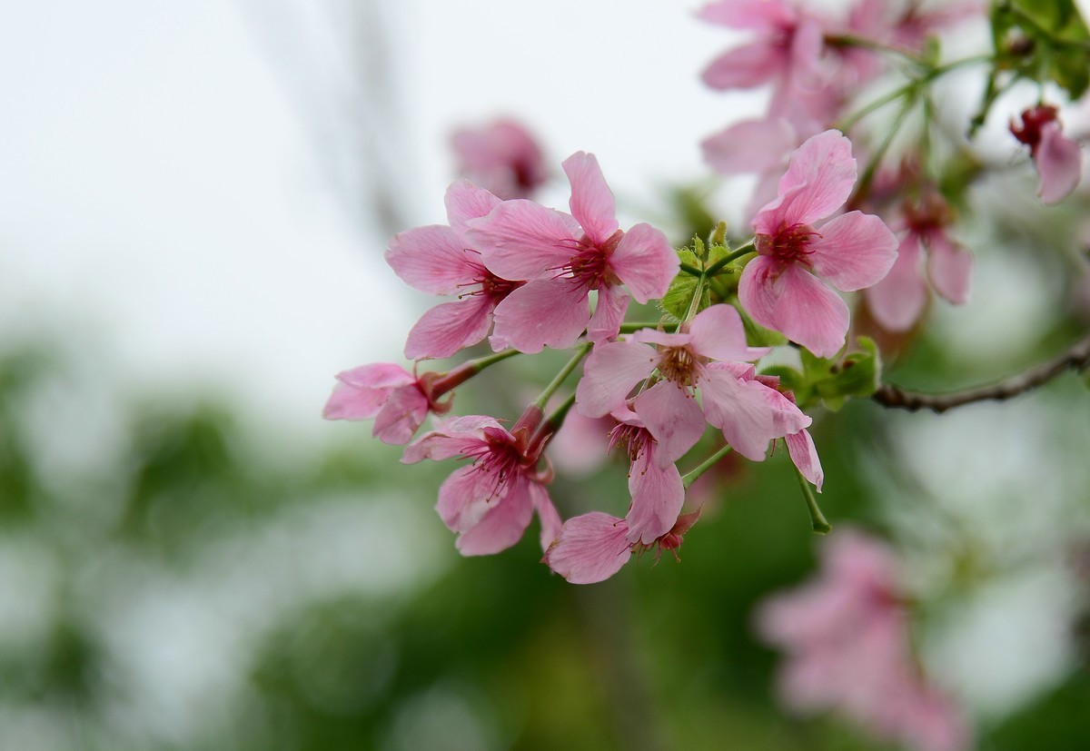 湿地公园的樱花。