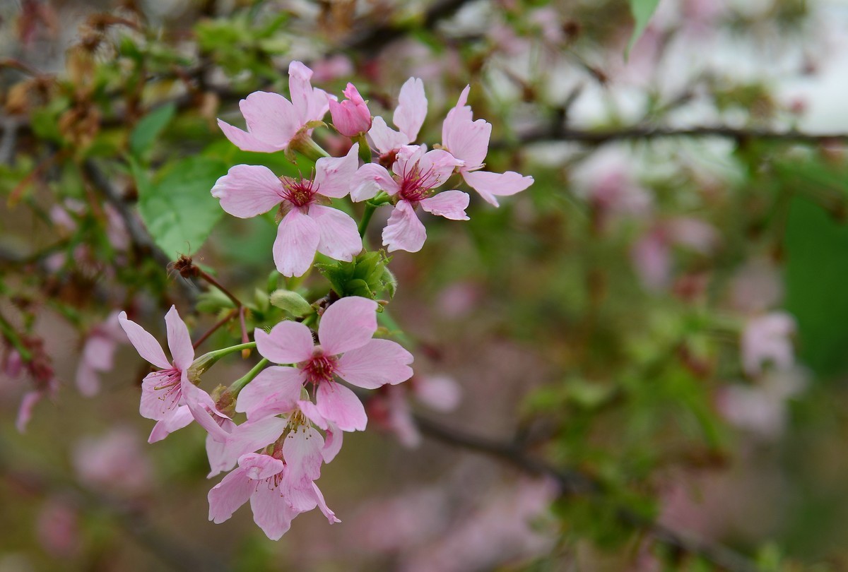 湿地公园的樱花。