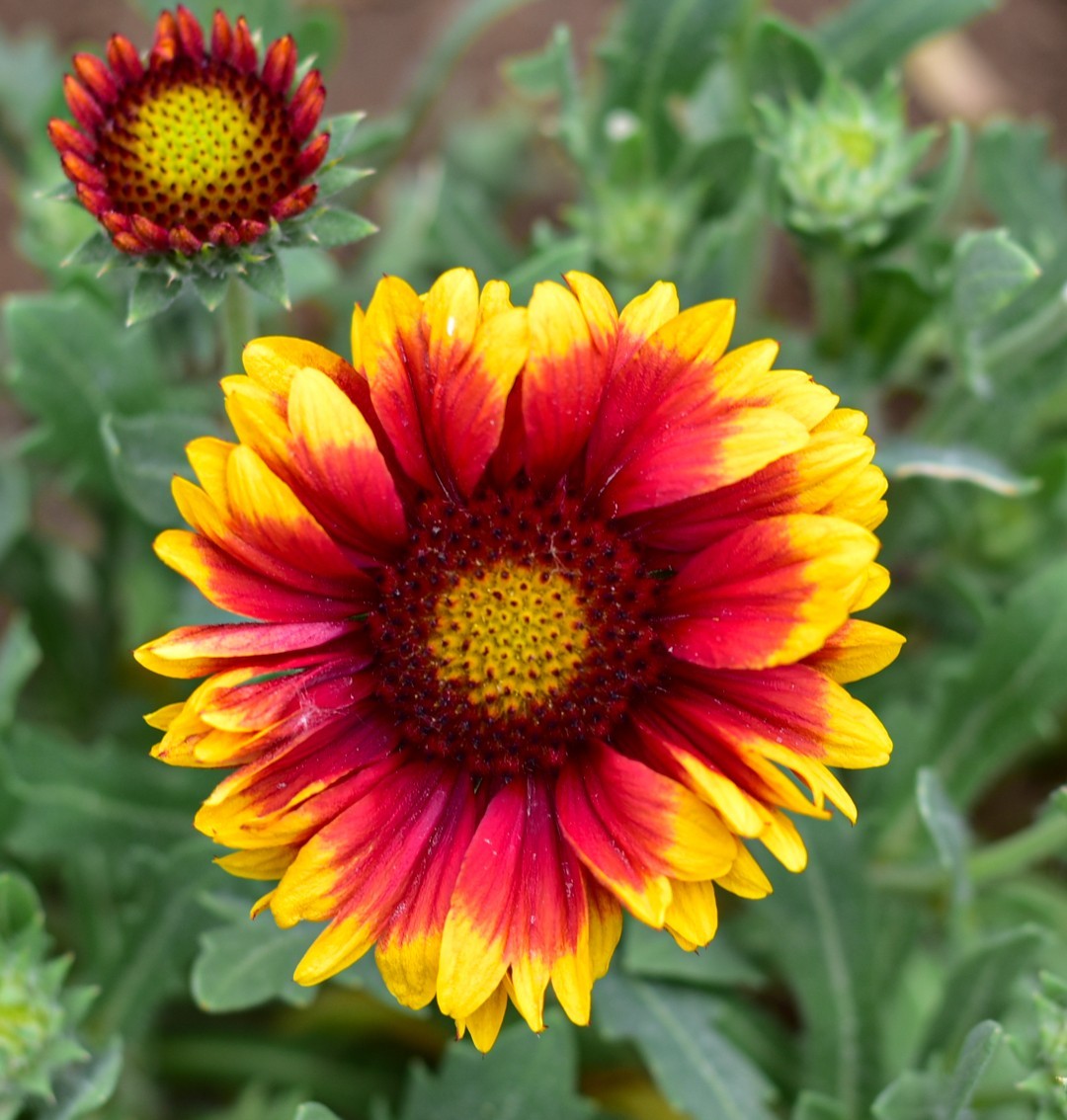 尼康D810+尼康50f1.8，效果极好