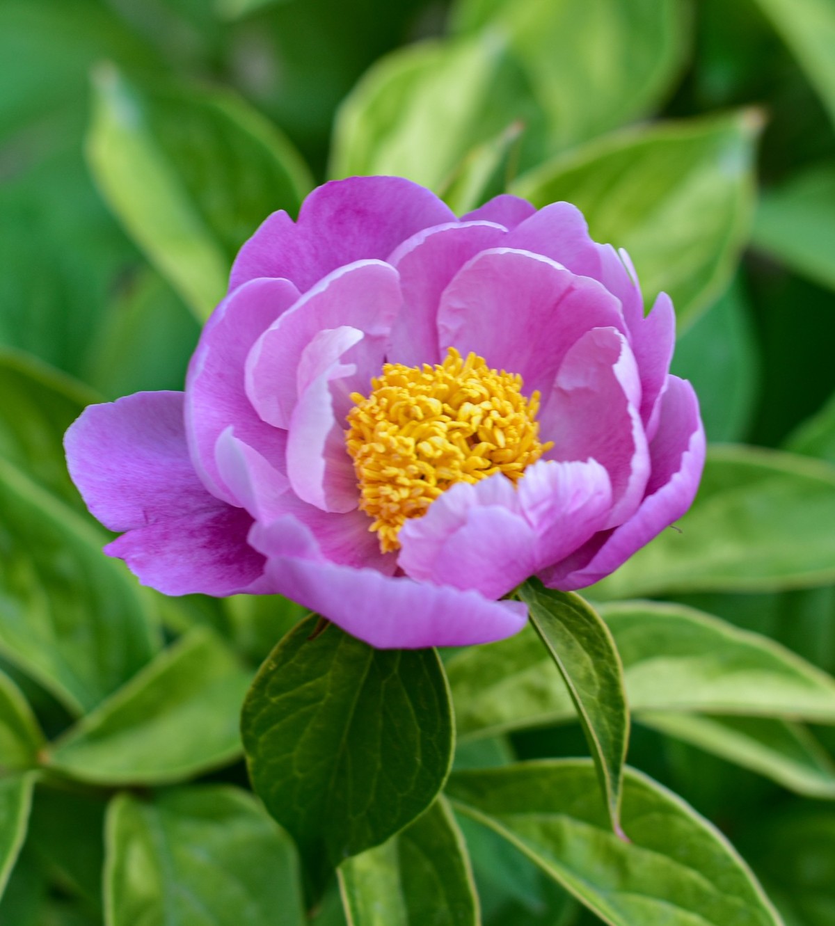 尼康D810+尼康50f1.8，效果极好