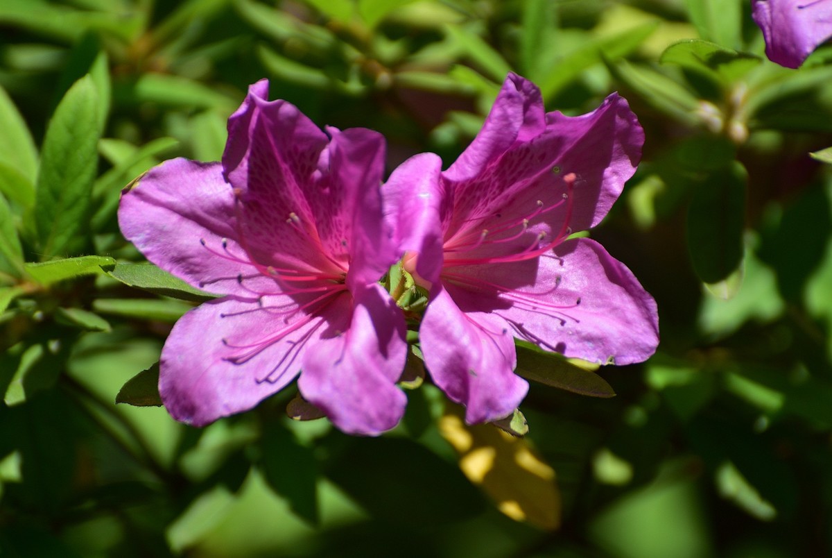 浦东百草园红杜鹃红艳艳