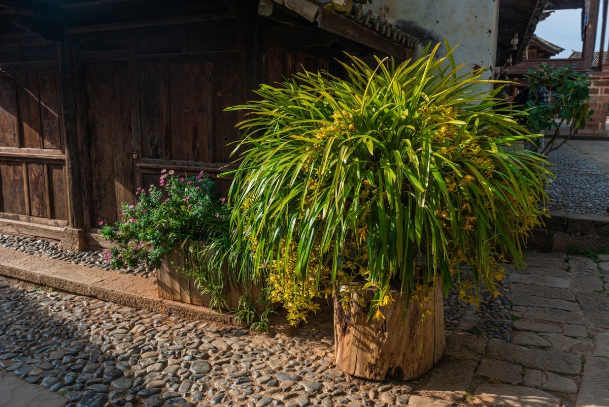 自驾游20230502沙溪古镇、蝴蝶泉