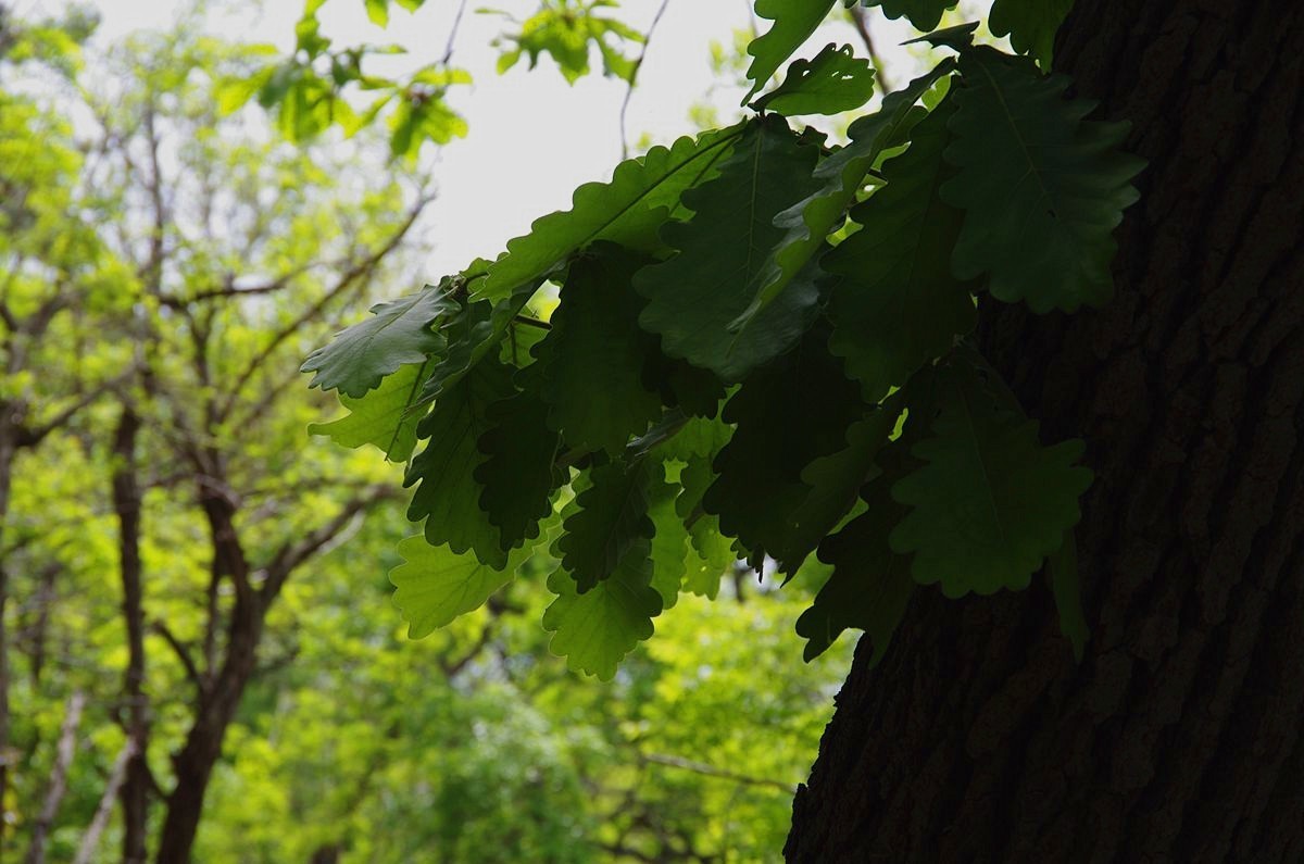 青岛太平山绿道-15P