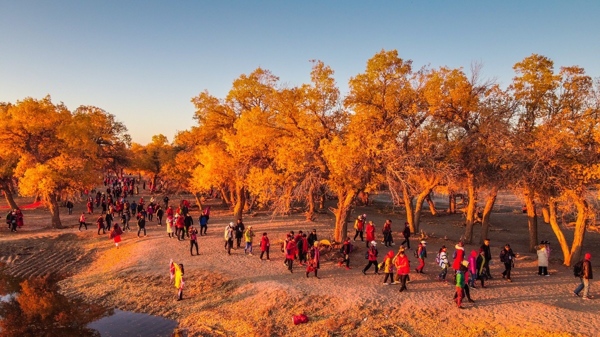 鸟瞰额济纳胡杨林二道桥