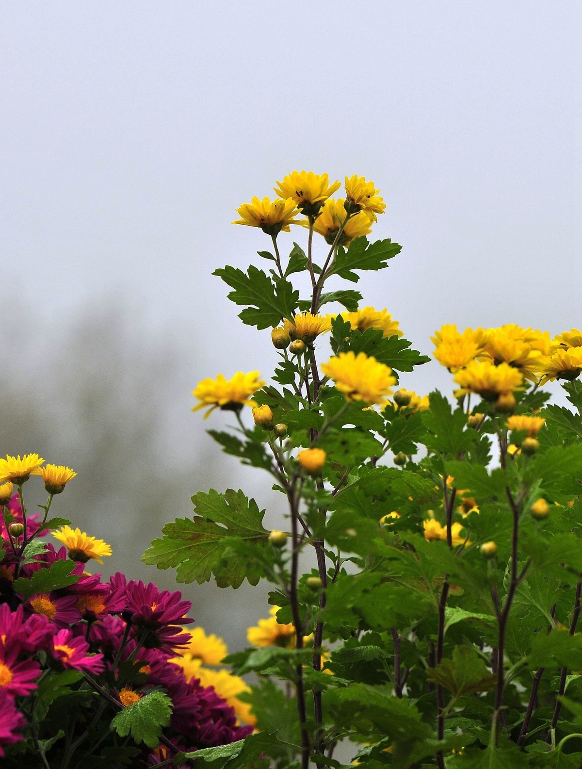 河东公园的菊花