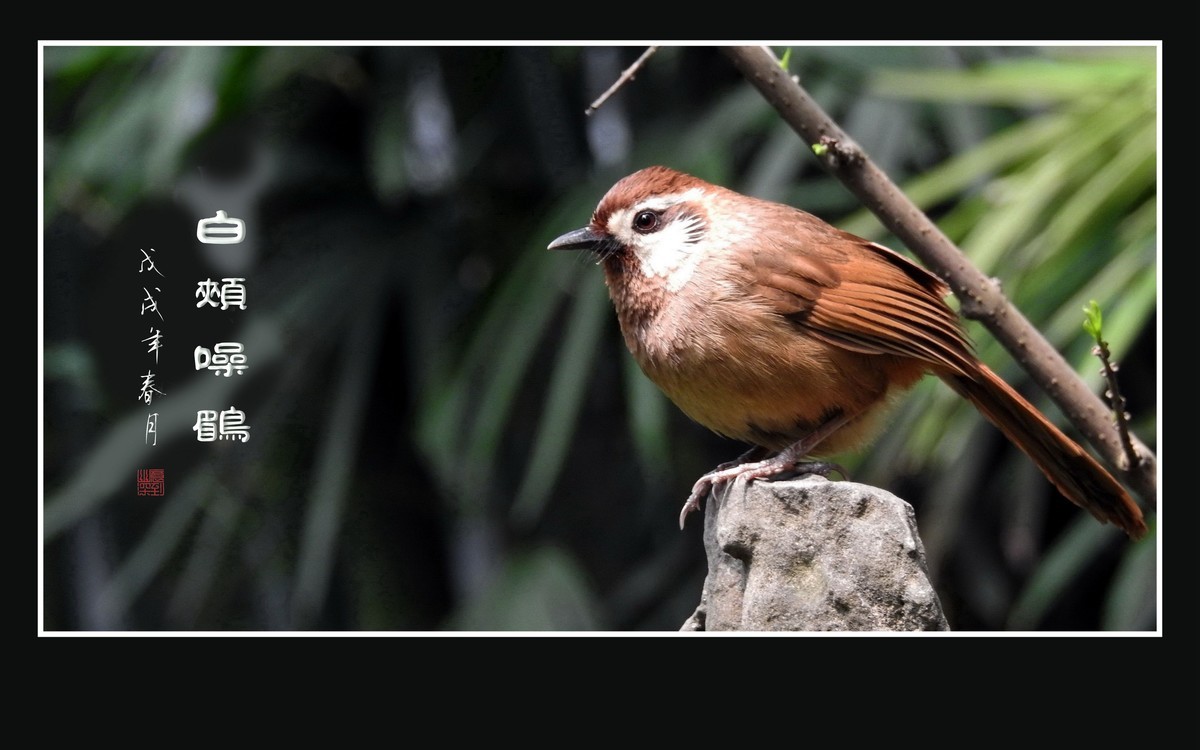 林间高歌的白颊噪鹛