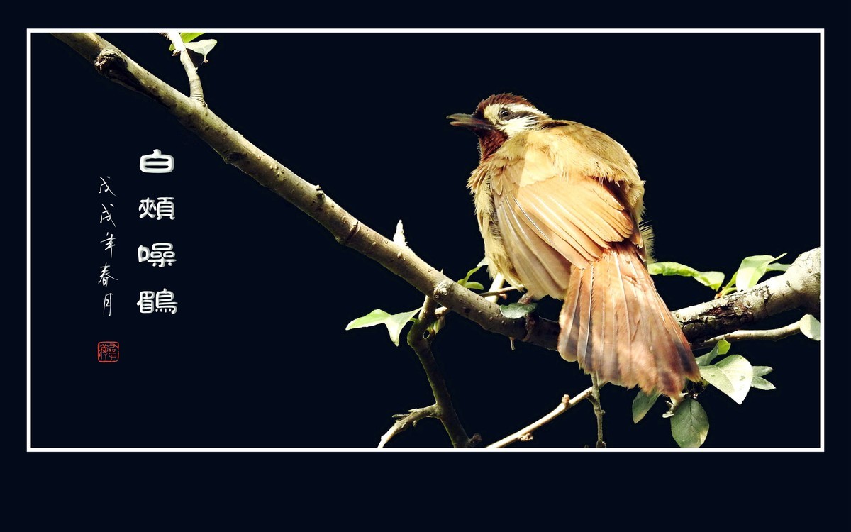 林间高歌的白颊噪鹛