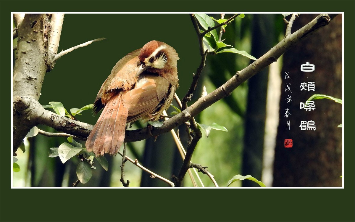林间高歌的白颊噪鹛