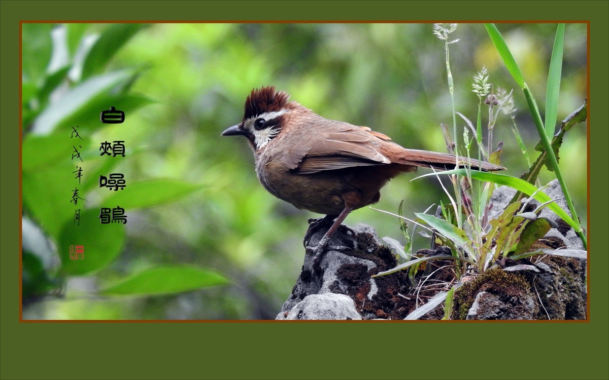 林间高歌的白颊噪鹛