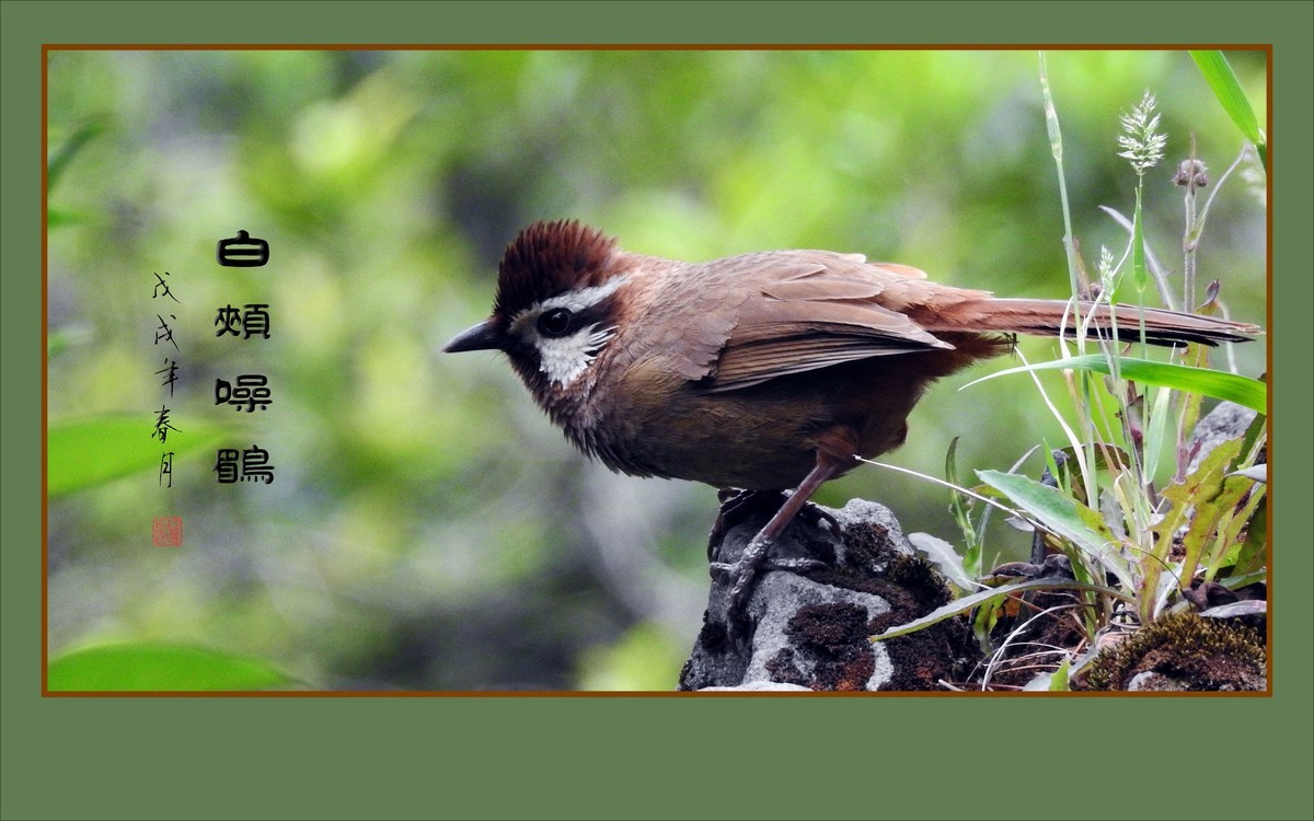 林间高歌的白颊噪鹛