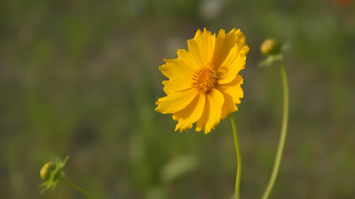 老机拍小花