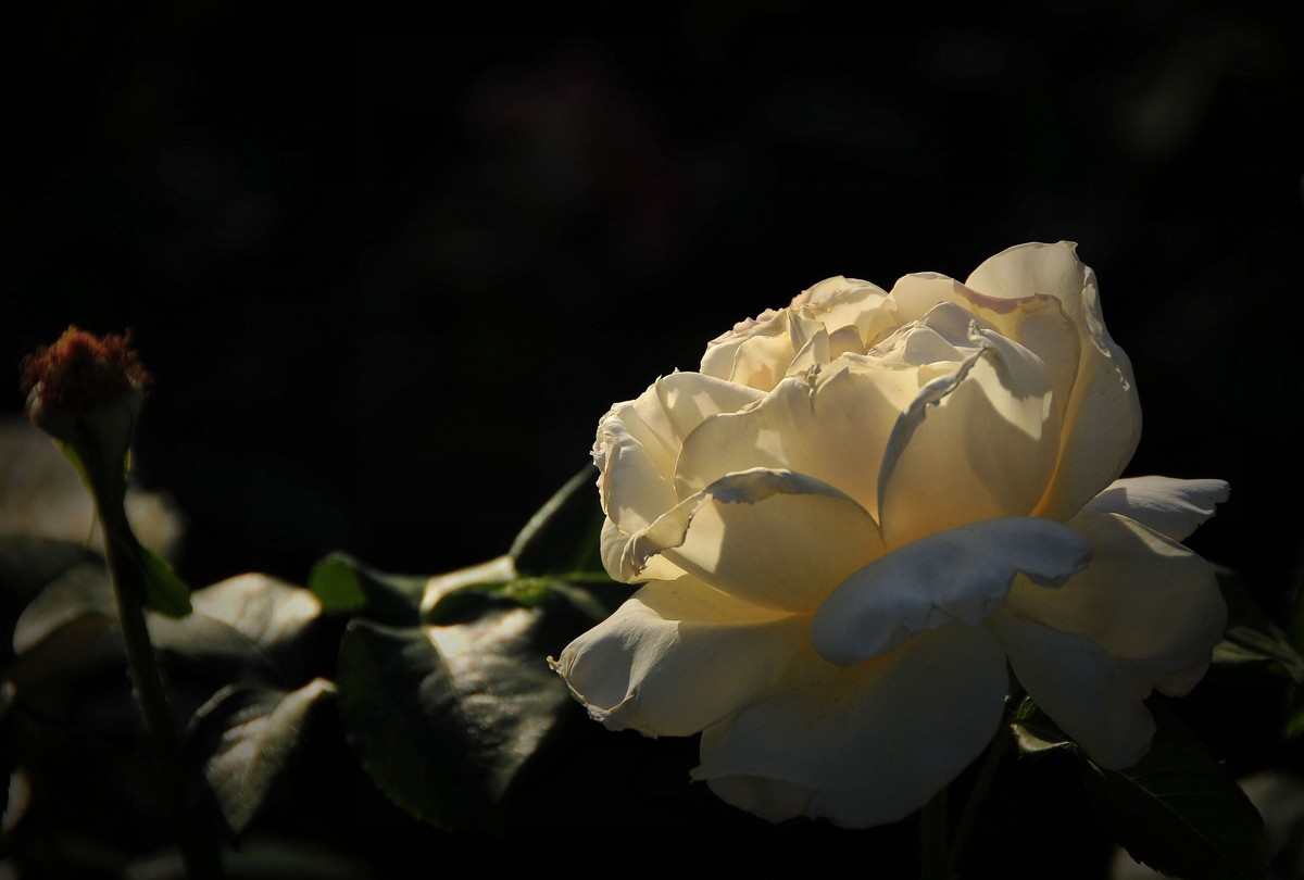 月季花开（续）