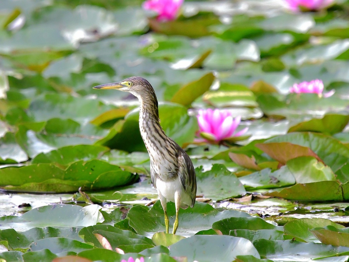 池鹭赏花