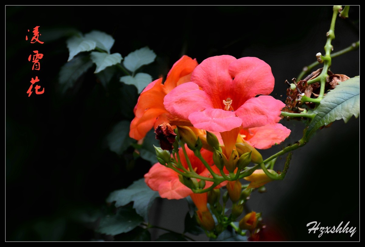 凌霄花（2024262）