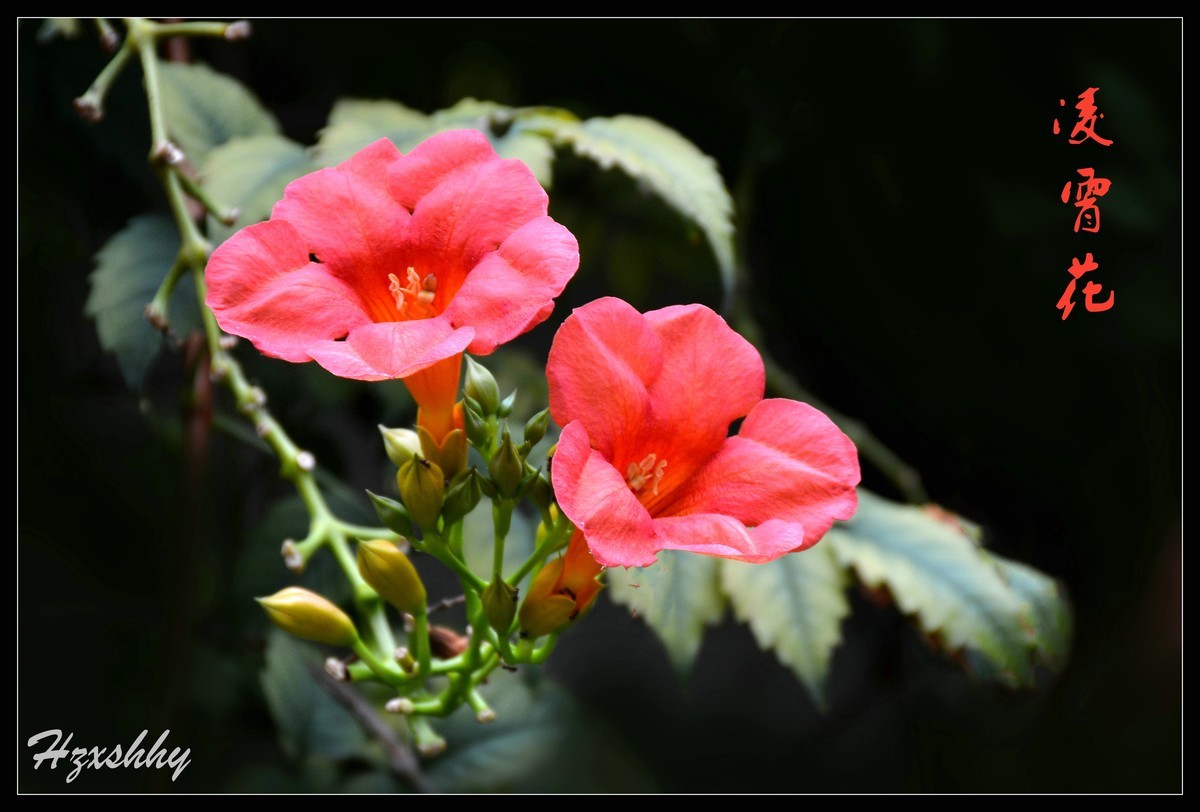 凌霄花（2024262）