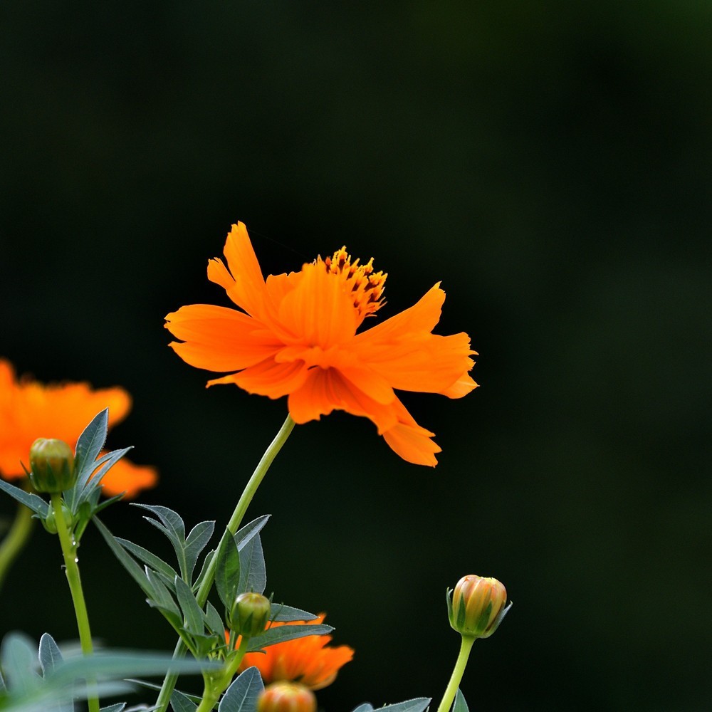 小菊花3